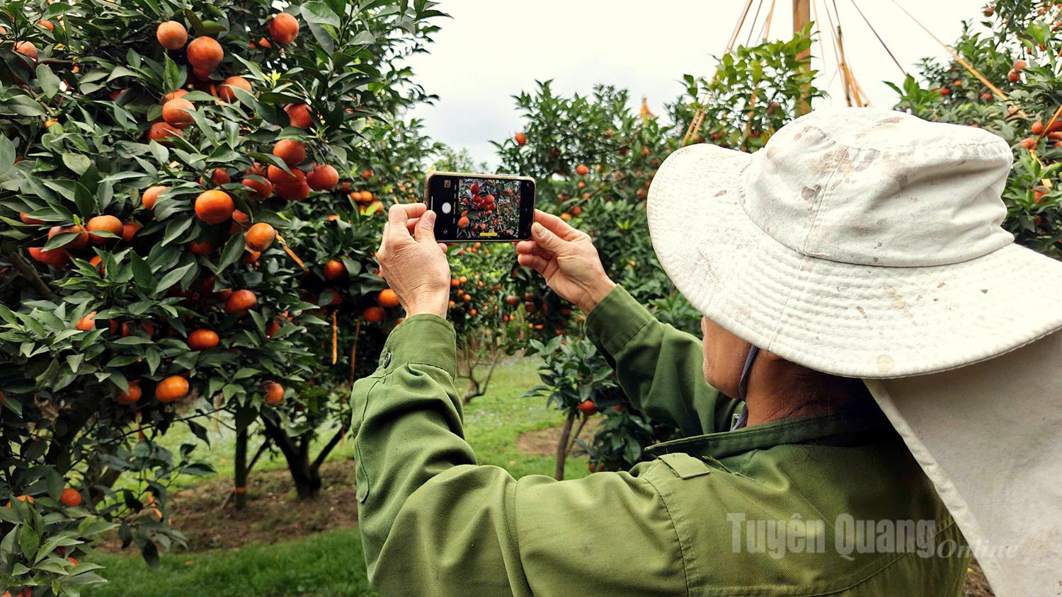 To expand market access, farmers are proactively using smartphones to promote their products on digital platforms.