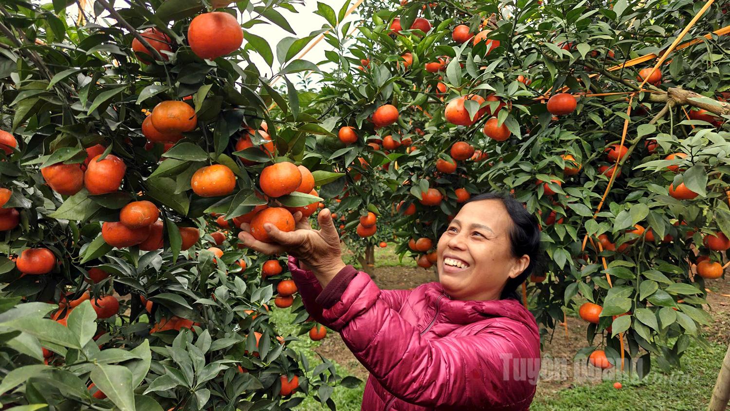 Amid orchards heavy with fruit, the bright smiles on sun-tanned faces of farmers clearly reflect a successful “sweet fruit” season.