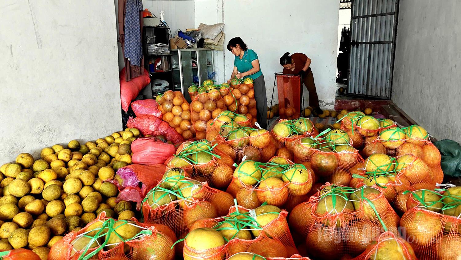 After harvesting, pomelos are transported to collection points and carefully graded to ensure quality before reaching consumers.