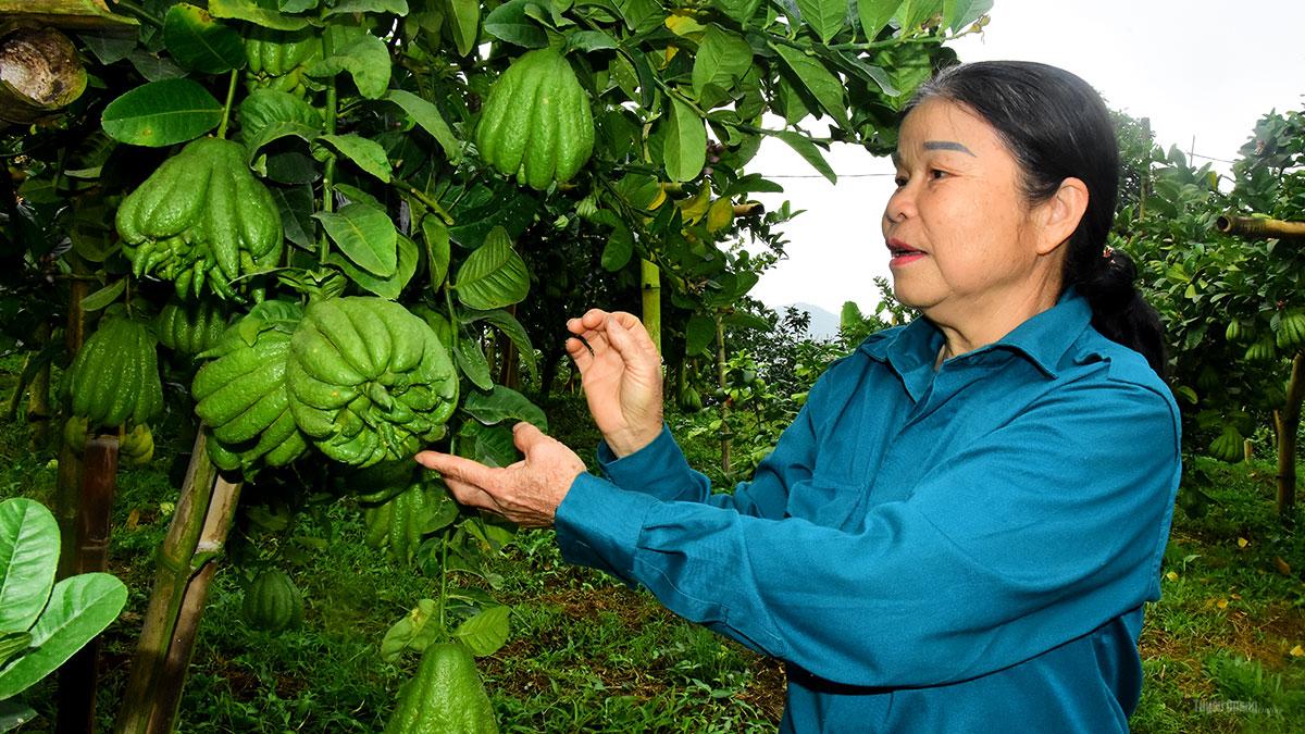 Bà Nguyễn Thị Thu, thôn 4 Minh Phú, xã Yên Phú tỉ mỉ chăm sóc từng quả phật thủ.