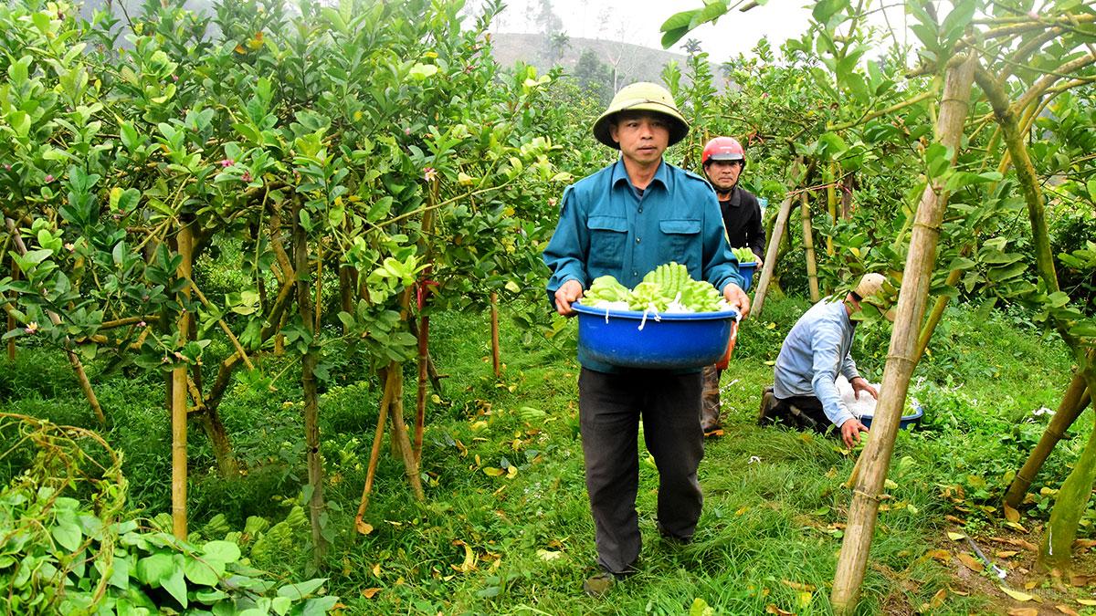Nông dân xã Yên Phú thu hoạch phật thủ.