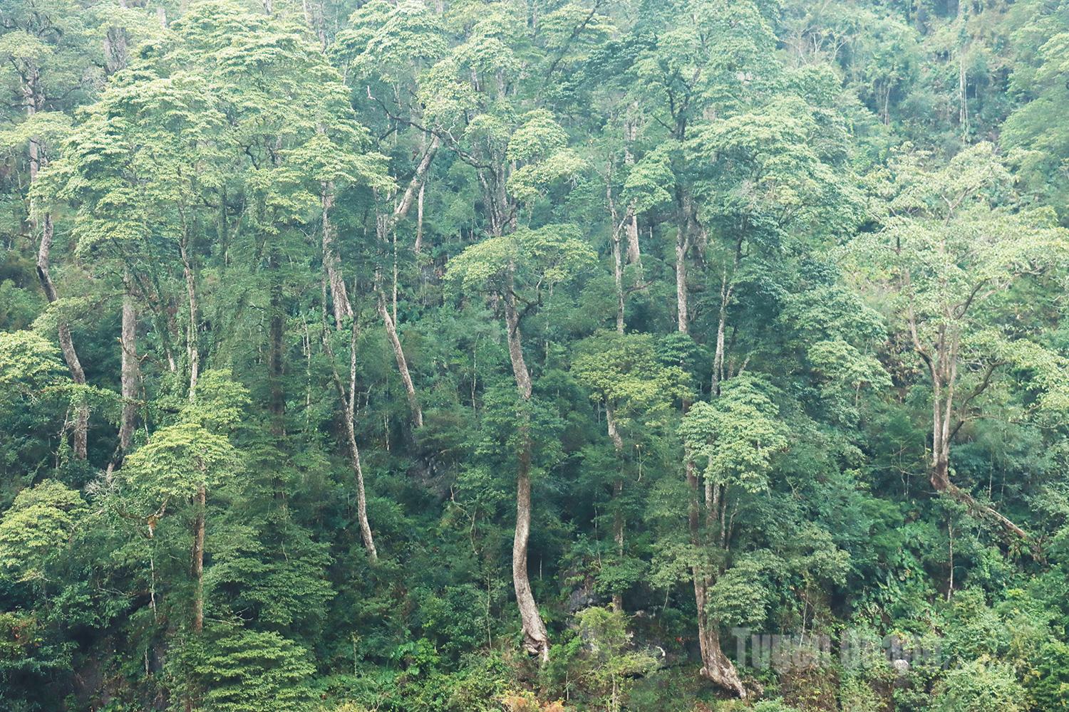 Khu Bảo tồn thi&ecirc;n nhi&ecirc;n Ch&iacute; S&aacute;n c&oacute; diện t&iacute;ch hơn 5.400 ha, trải d&agrave;i tr&ecirc;n địa b&agrave;n c&aacute;c x&atilde; T&aacute;t Ng&agrave;, Sủng M&aacute;ng v&agrave; M&egrave;o Vạc. Đ&acirc;y l&agrave; một trong những khu rừng tự nhi&ecirc;n c&ograve;n tương đối nguy&ecirc;n vẹn, giữ vai tr&ograve; quan trọng trong bảo tồn đa dạng sinh học v&agrave; nguồn sinh thủy.