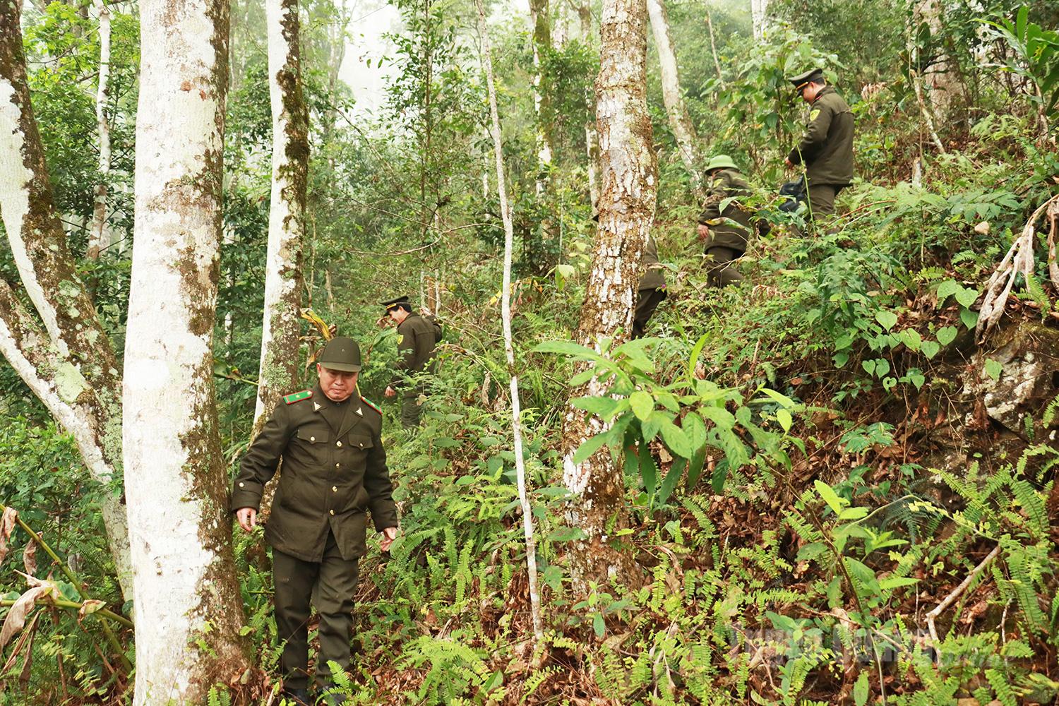 Những bước ch&acirc;n tuần tra xuy&ecirc;n rừng, vượt dốc đ&aacute; l&agrave; c&ocirc;ng việc thường xuy&ecirc;n của kiểm l&acirc;m nhằm kịp thời ph&aacute;t hiện, ngăn chặn c&aacute;c h&agrave;nh vi x&acirc;m hại t&agrave;i nguy&ecirc;n rừng.
