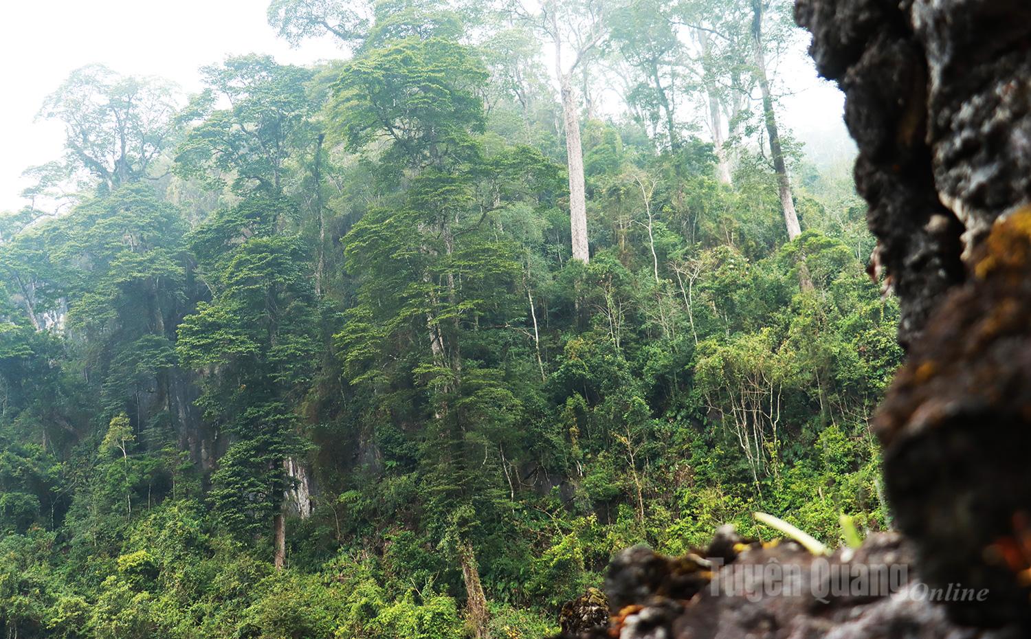 Rừng nghiến h&agrave;ng trăm năm tuổi tại Ch&iacute; S&aacute;n được bảo vệ nghi&ecirc;m ngặt, l&agrave; t&agrave;i sản qu&yacute; gi&aacute; của hệ sinh th&aacute;i rừng n&uacute;i đ&aacute;.