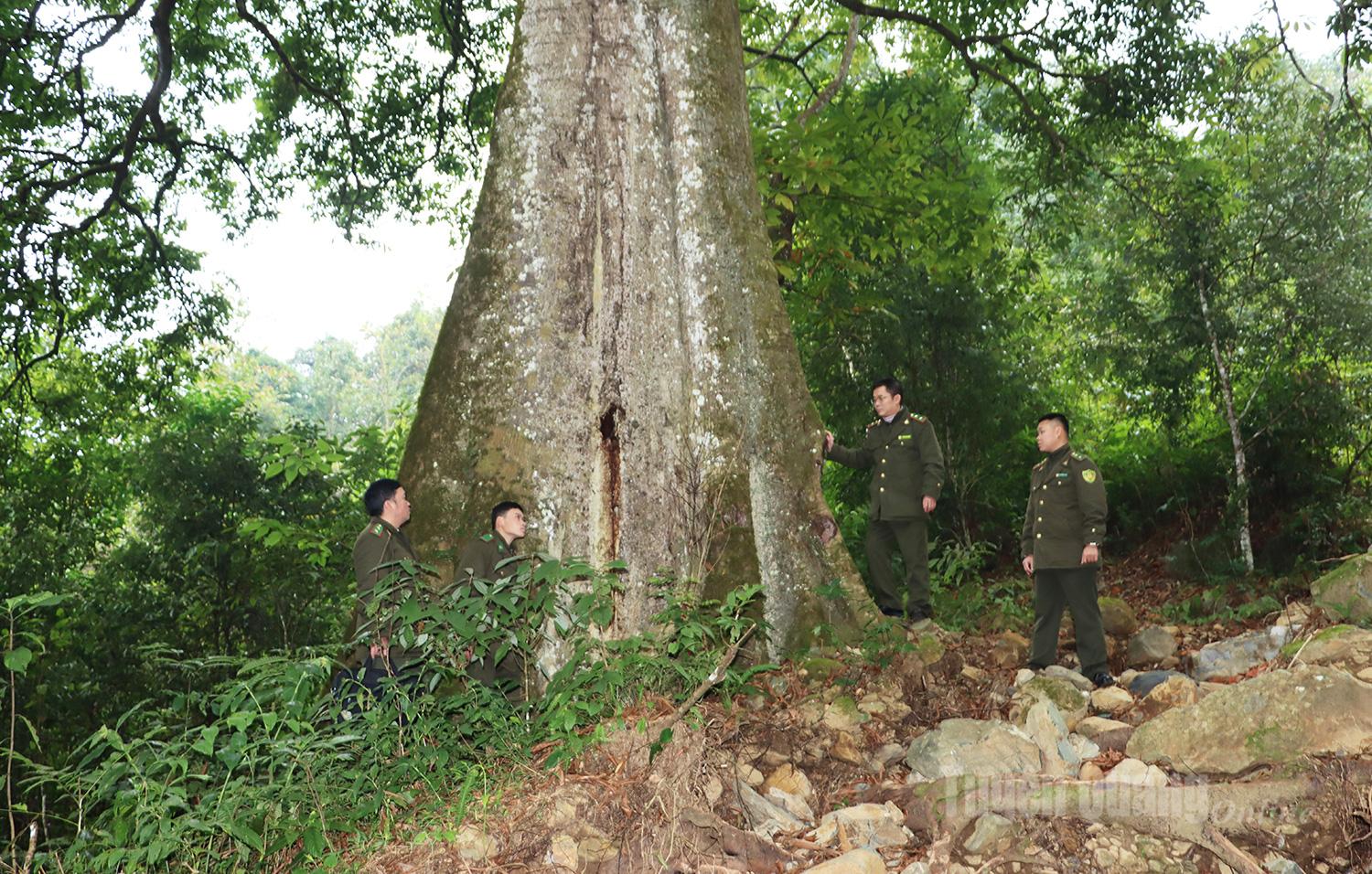 Nhiều c&acirc;y gỗ cổ thụ trong khu bảo tồn c&oacute; chu vi gốc lớn, phải 5 - 6 người &ocirc;m mới xuể.