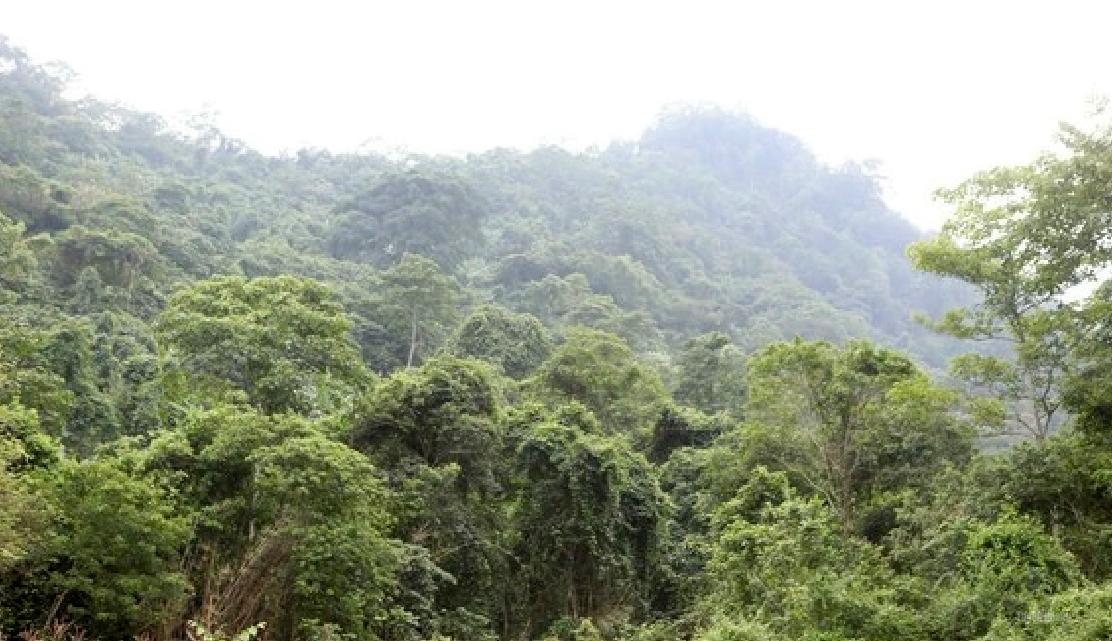 Những cánh rừng ở Tân Thanh được bà con bảo vệ xanh tốt.