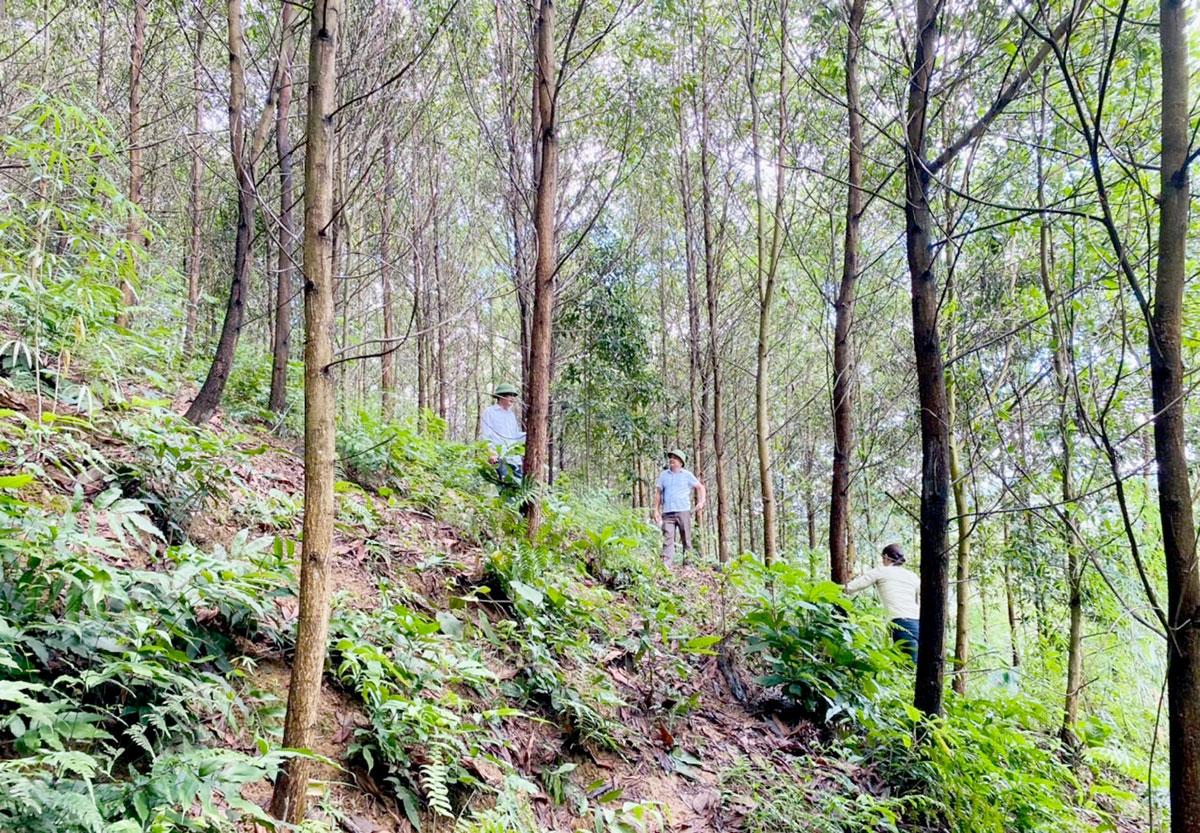 Diện tích rừng keo tại xã Minh Thanh của Công ty Lâm nghiệp Sơn Dương được cấp mã số vùng trồng.