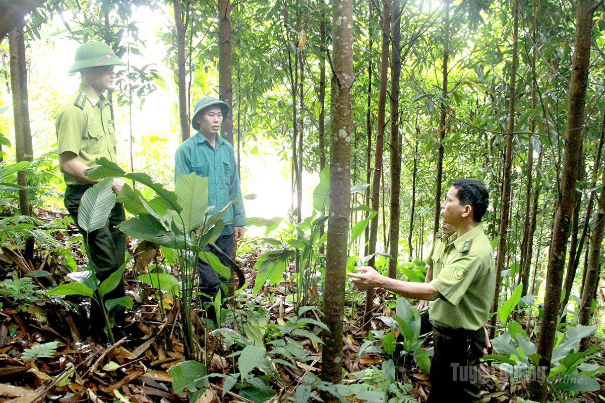 Cán bộ Hạt Kiểm lâm khu vực XI cùng người dân xã Bạch Ngọc kiểm tra quá trình sinh trưởng, phát triển rừng.