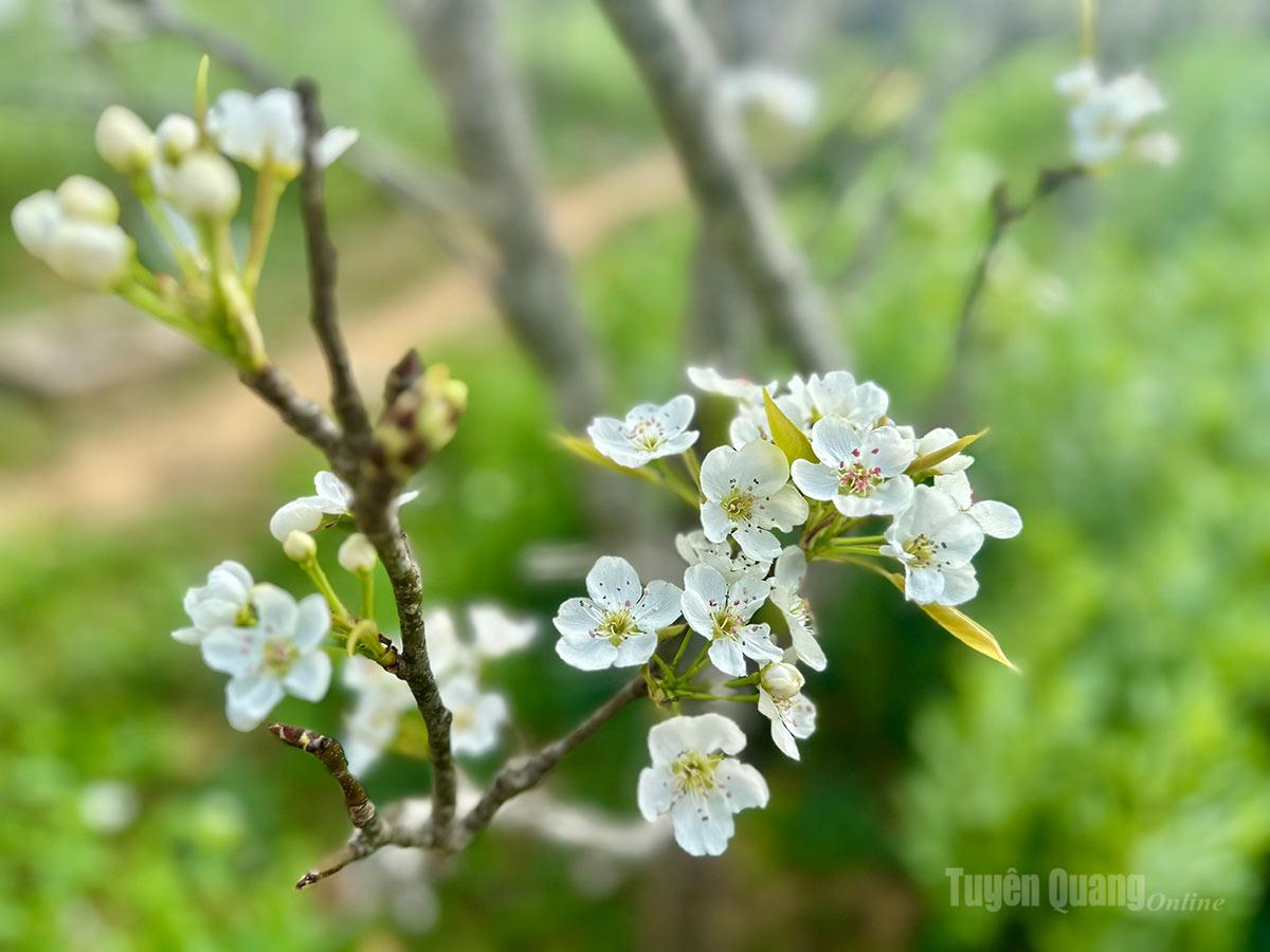 Từng chùm hoa trắng tinh khôi khẽ bật nở trên những búp xanh nõn nà, như đánh thức cả khoảng trời xuân trong trẻo.