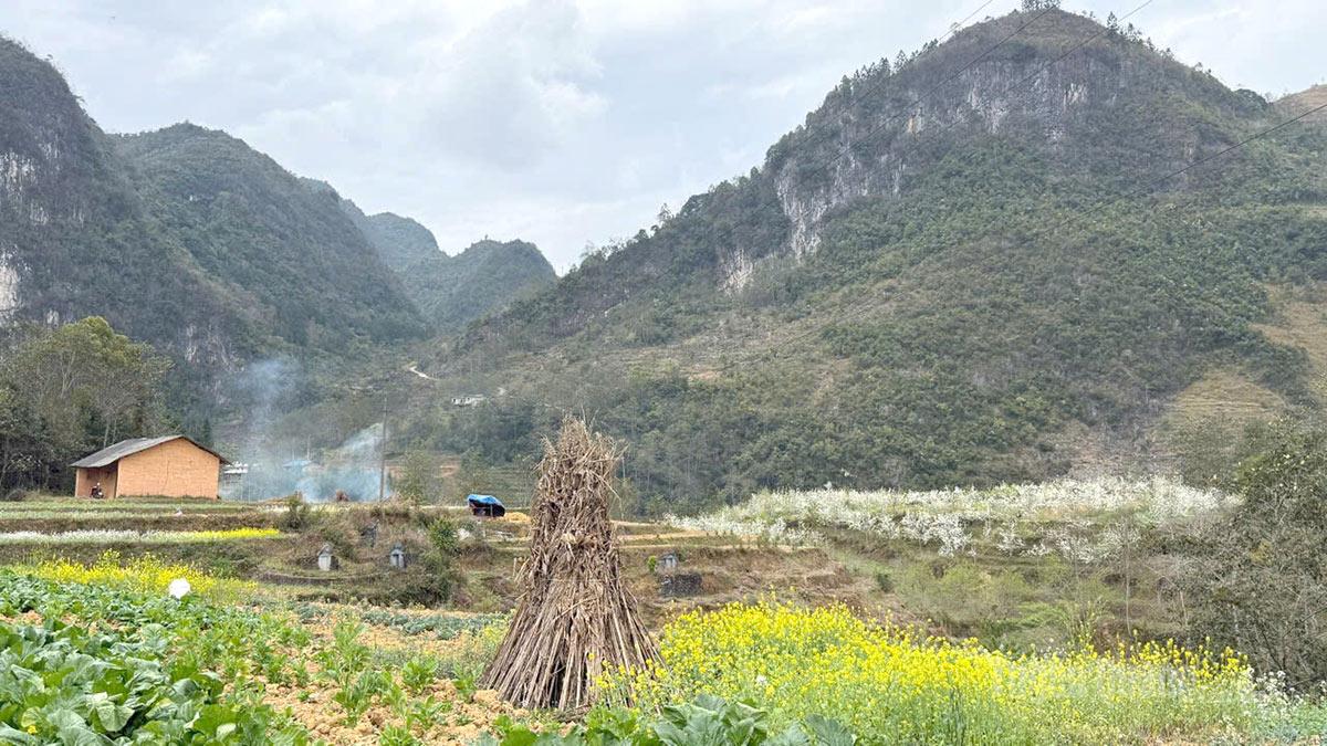 Sắc trắng hoa lê hòa cùng sắc vàng hoa cải giữa khung cảnh núi non hùng vĩ của Phố Bảng.