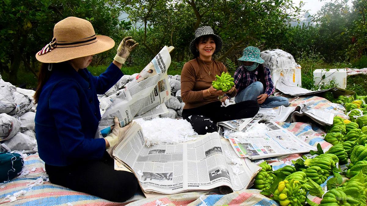 Lively Buddha’s hand harvest at orchards in Yen Phu Commune ahead of Tet.