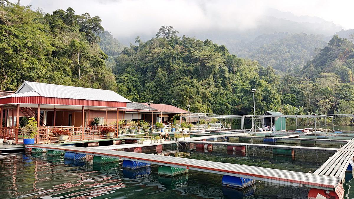 The fish cages are skillfully designed and assembled to ensure water circulation and adequate dissolved oxygen, helping the fish grow healthily and minimizing disease risks when raised at high densities.