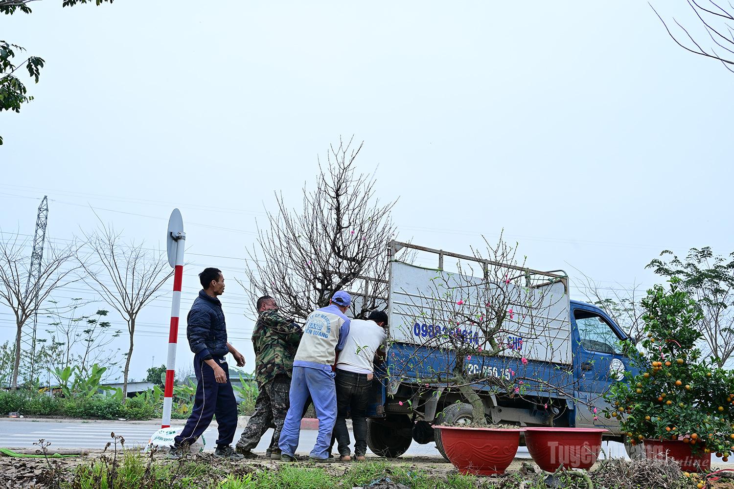 This year, many customers placed peach blossom rental orders quite early.