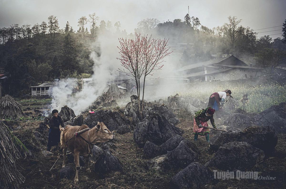 The simple life of highland people unfolds peacefully amid the blooming season.