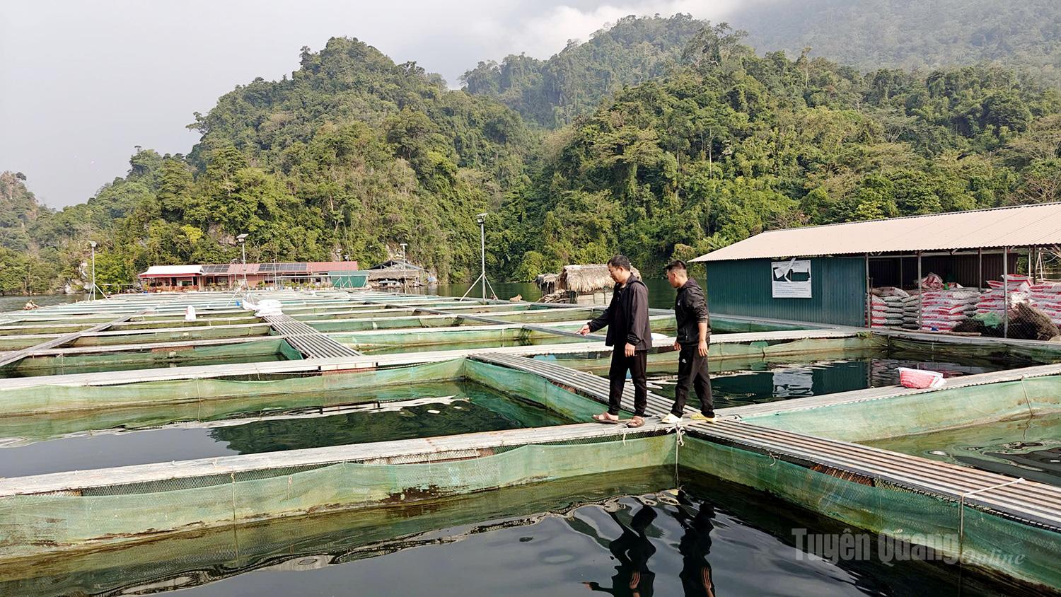 Fish are strictly inspected before being released to the market.