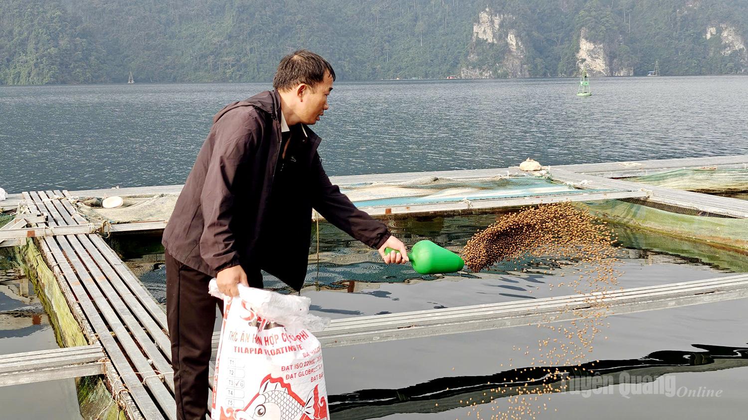 Feeding continues regularly with both natural feed and commercial pellets to maintain the fish’s stable health before sale and transportation to consumption markets.
