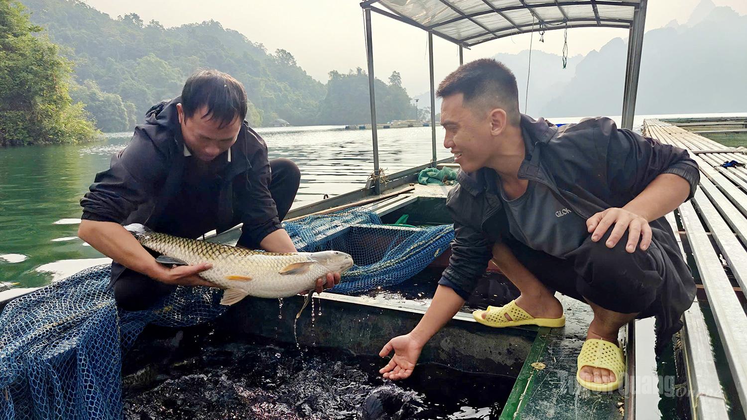 Fish are harvested onto boats in the early morning. The transport boats are equipped with water-filled compartments and covered with nets to prevent the fish from jumping out.