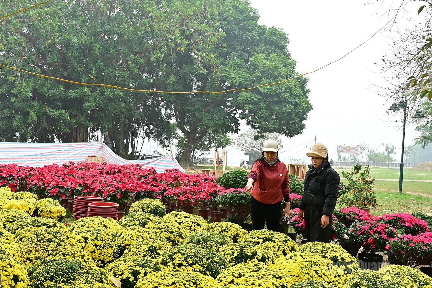 Customers select Tet flowers along Chien Thang Song Lo Road in Minh Xuan Ward.