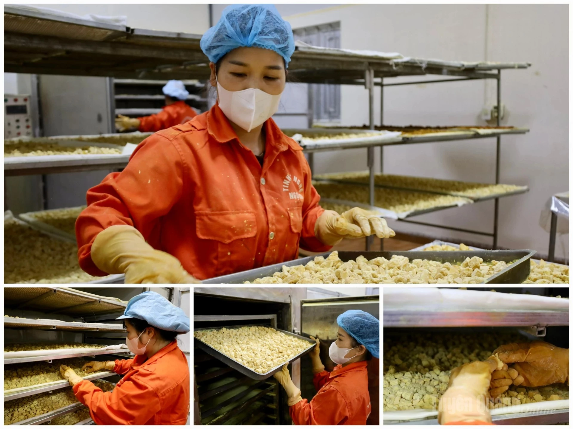 The turmeric starch is then placed in a cold-air drying machine and dried for 48 hours to preserve its quality.