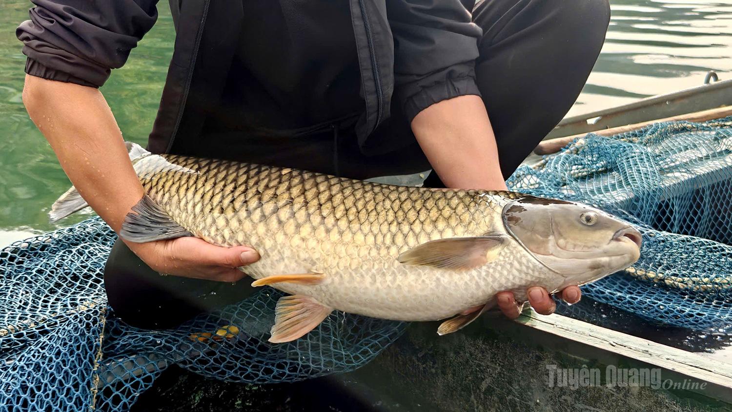 Many grass carp weigh between 5 and 7 kilograms at the time of sale.