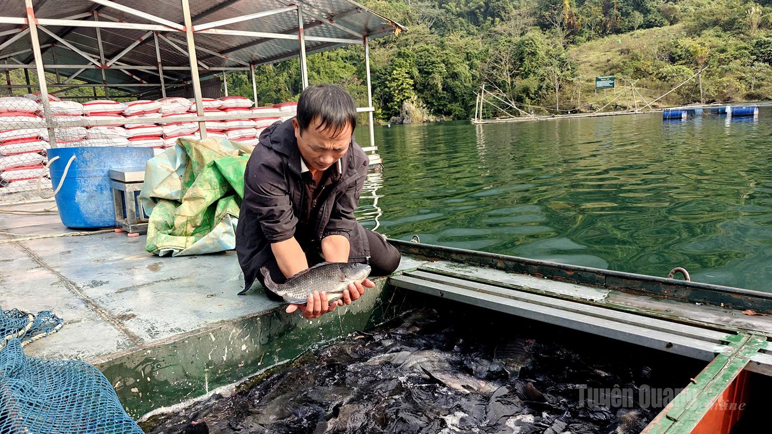Nguyen Van Tung of Na Tong Village, Thuong Lam Commune, said that on average, each cage yields around three tonnes of fish at harvest, depending on the species, generating revenue of approximately VND 200 million per cage.