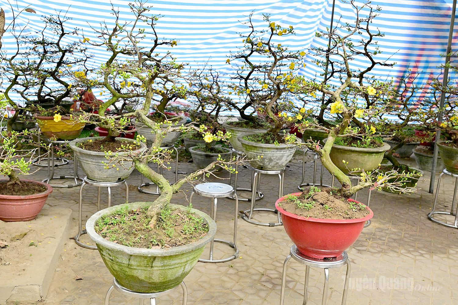 Southern yellow apricot blossoms have been brought to Tuyen Quang for sale, adding diversity to the Tet flower market.