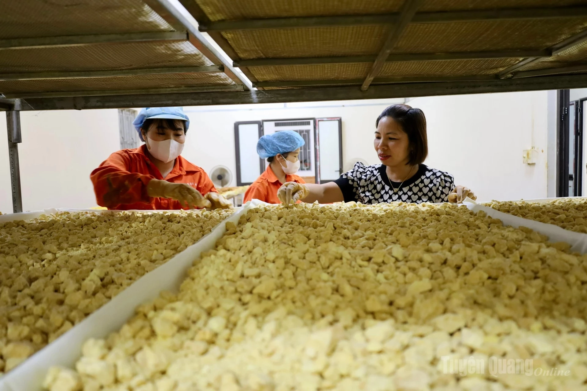 Ms. Tran Thi Sau (far right), Director of Ngoc Son General Agriculture and Forestry Service Cooperative, shared that pure products such as golden turmeric starch, black turmeric starch, turmeric-honey balls, turmeric starch capsules combined with honey and notoginseng, and pure turmeric powder are widely favored by consumers.