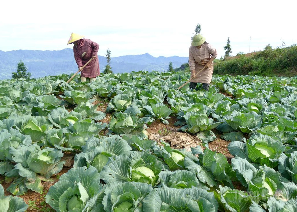 Farmers in Xin Man Commune tend to clean vegetable areas linked to organic production.