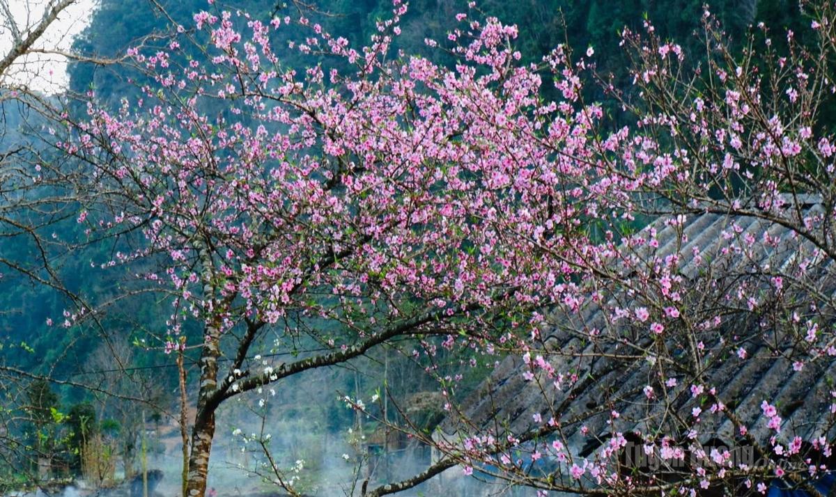 Hoa đào bung mình khoe sắc tại thôn Lao Xa.