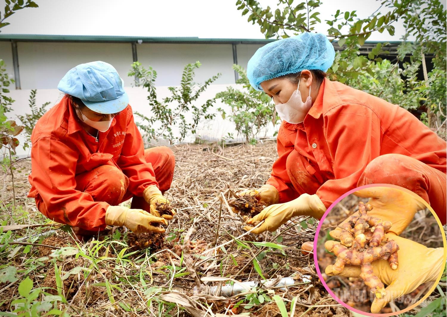 Ngoc Son General Agriculture and Forestry Cooperative harvests sticky turmeric when the rhizomes reach full maturity, ensuring uniform size, attractive appearance and high-quality golden starch.