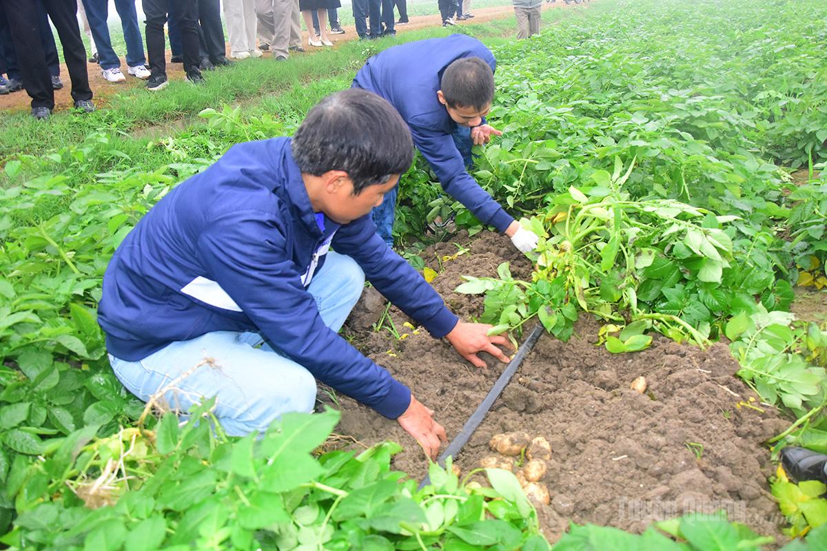 Mô hình khoai tây FL2215 tại phường An Tường cho củ đồng đều, năng suất cao, đáp ứng yêu cầu chế biến.