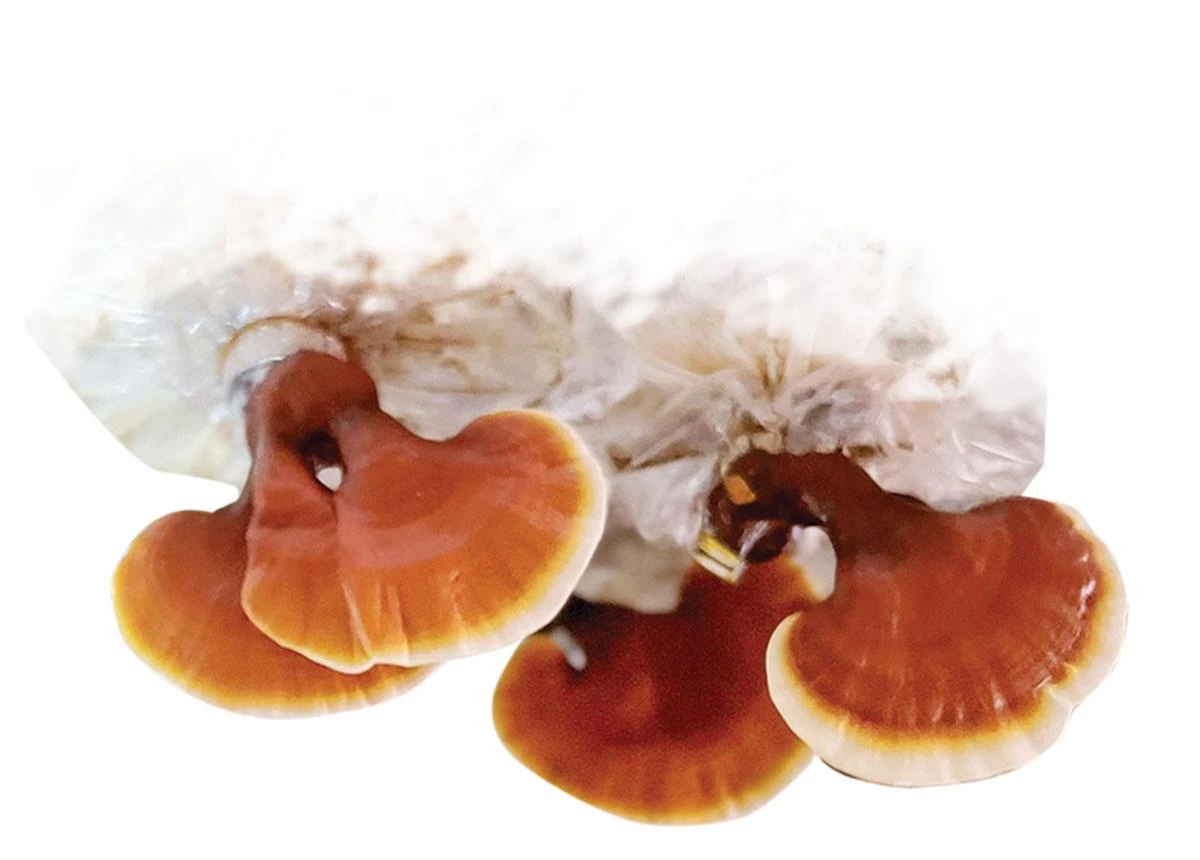 Nấm linh chi 
được trồng tại 
HTX Tuấn Cường, 
xã Chiêm Hóa.