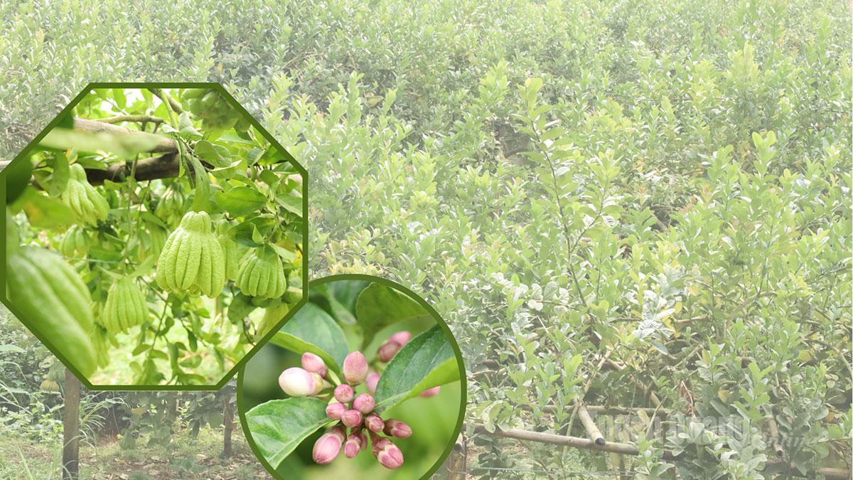 At the end of the year, Buddha’s hand orchards in Yen Phu Commune are heavy with fruit as they enter the main harvest season, signaling that the Lunar New Year is drawing near.