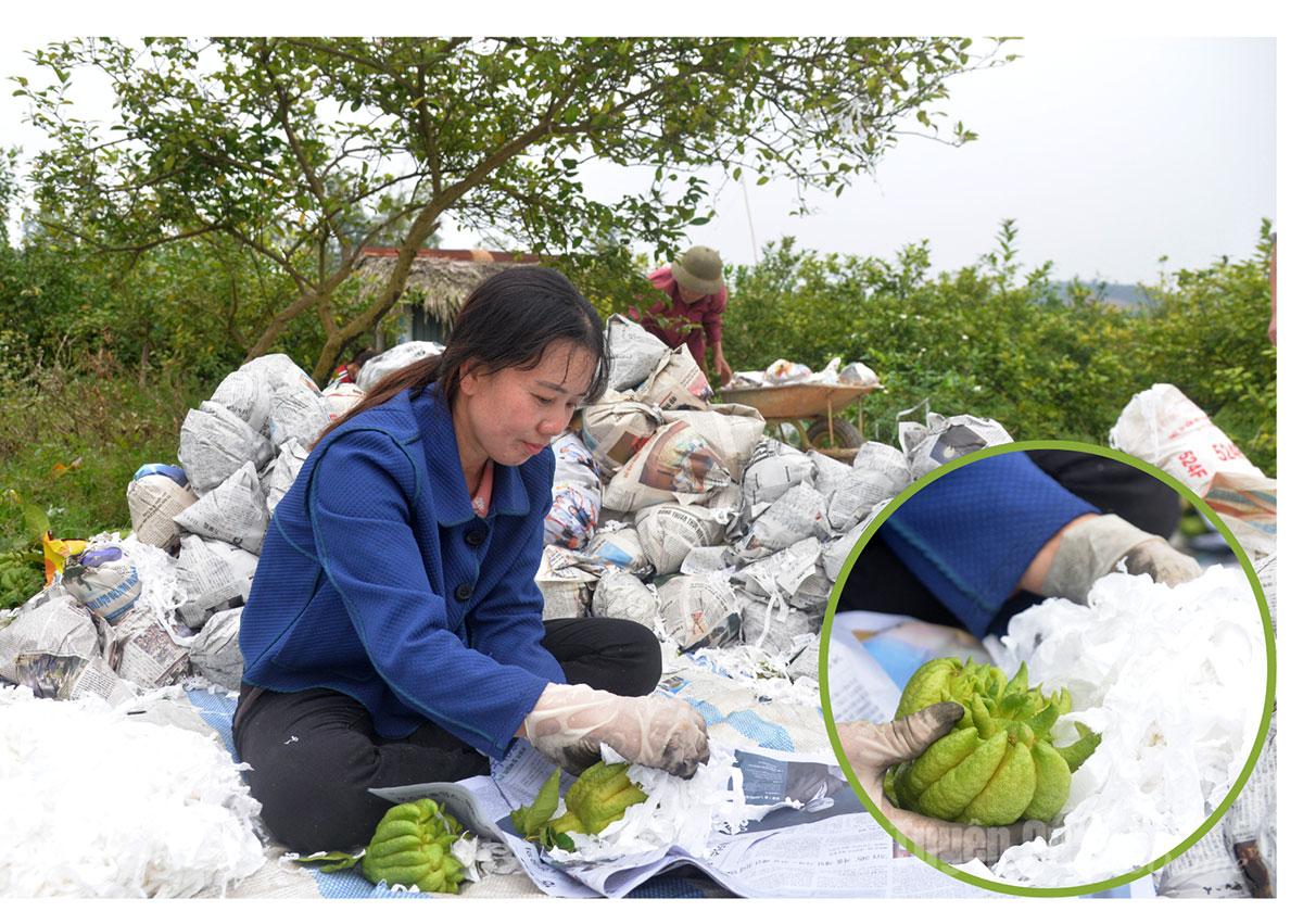 Local people in Phu Commune carefully select high-quality Buddha’s hand fruits, wrap them in paper, and package them to meet the demand for display and worship during the Lunar New Year, with an average price of around VND 40,000 per kilogram.