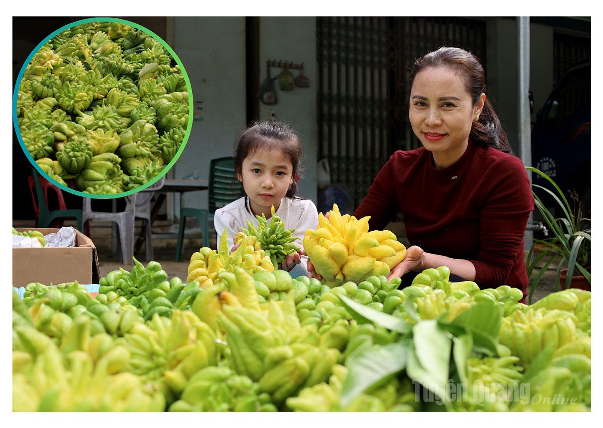 After harvest, Buddha’s hand fruits are sorted, neatly arranged, and prepared for distribution to the Lunar New Year market.