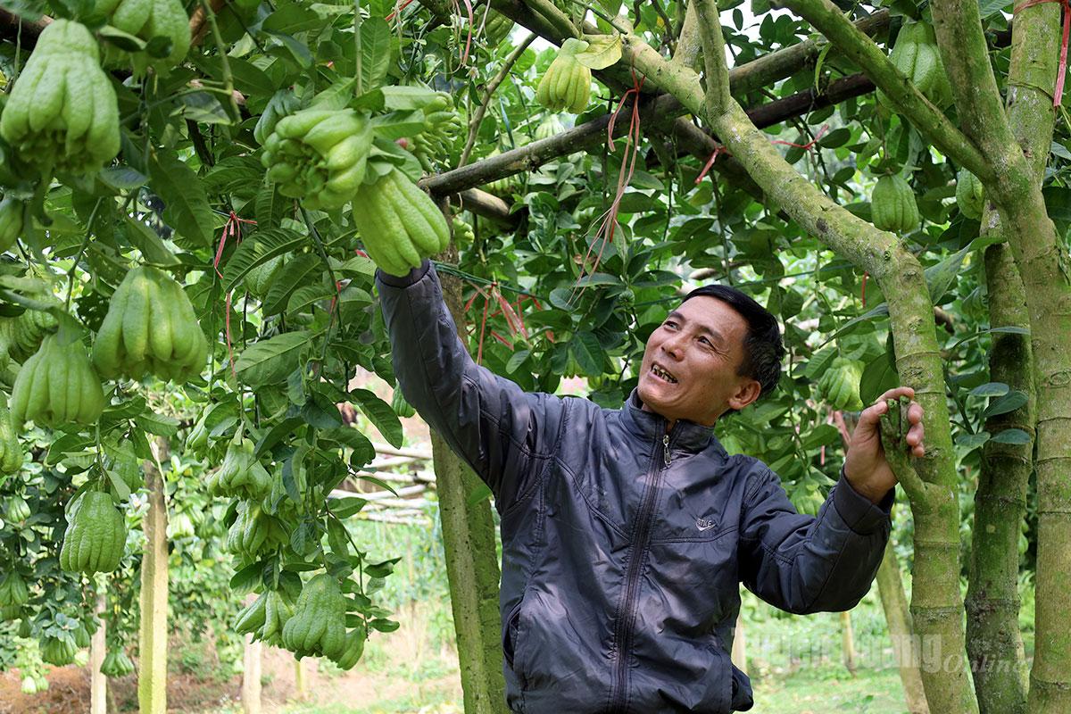The family of Mr. Tran Ngoc Thach from Minh Phu Hamlet 1 owns more than 300 Buddha’s hand trees. From the beginning of the year to date, his family has earned approximately VND 400 million from this crop.