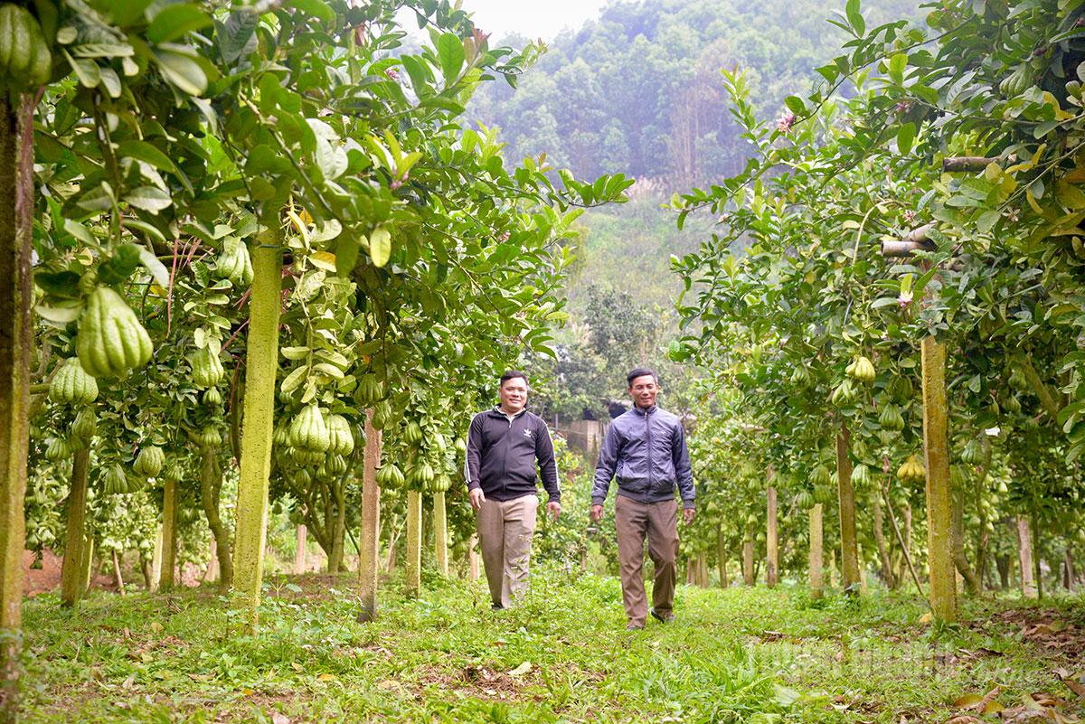 The cultivation of Buddha’s hand has become an effective economic development direction, contributing to increased incomes and improved living conditions for the people of Yen Phu Commune.