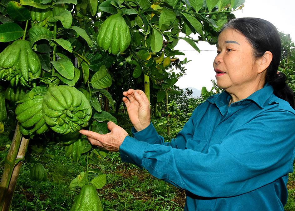 Nguyen Thi Thu of Minh Phu Hamlet 4, Yen Phu Commune, carefully tends each Buddha’s hand fruit.