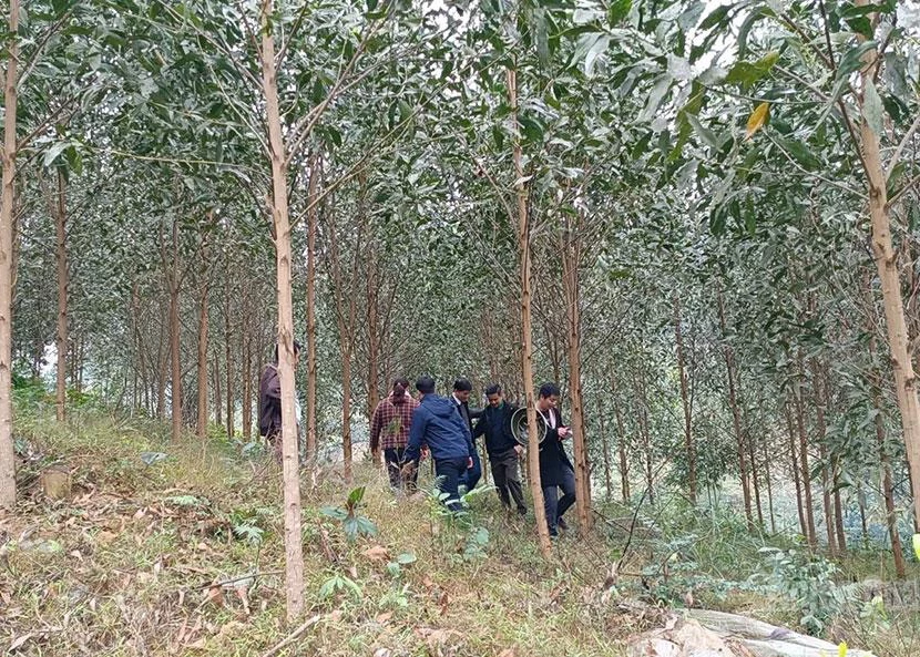 Acacia plantation of Yen Son Forestry Company in Trung Son Commune granted a plantation code.