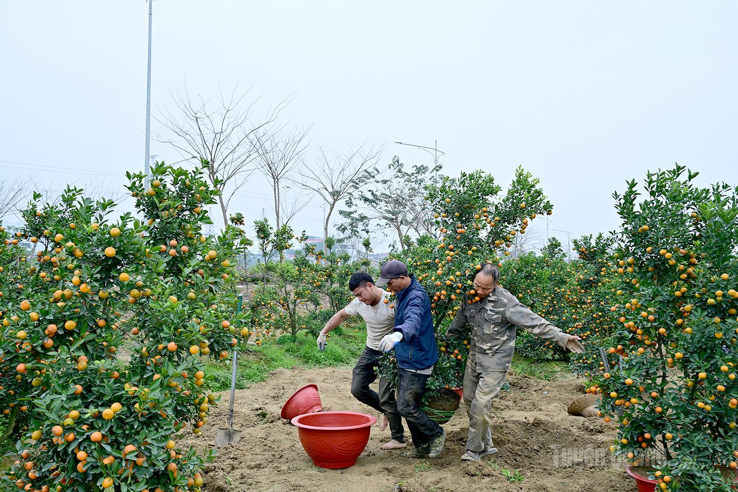 Owners of ornamental kumquat gardens along Phat Trien Road are busy potting trees for customers.