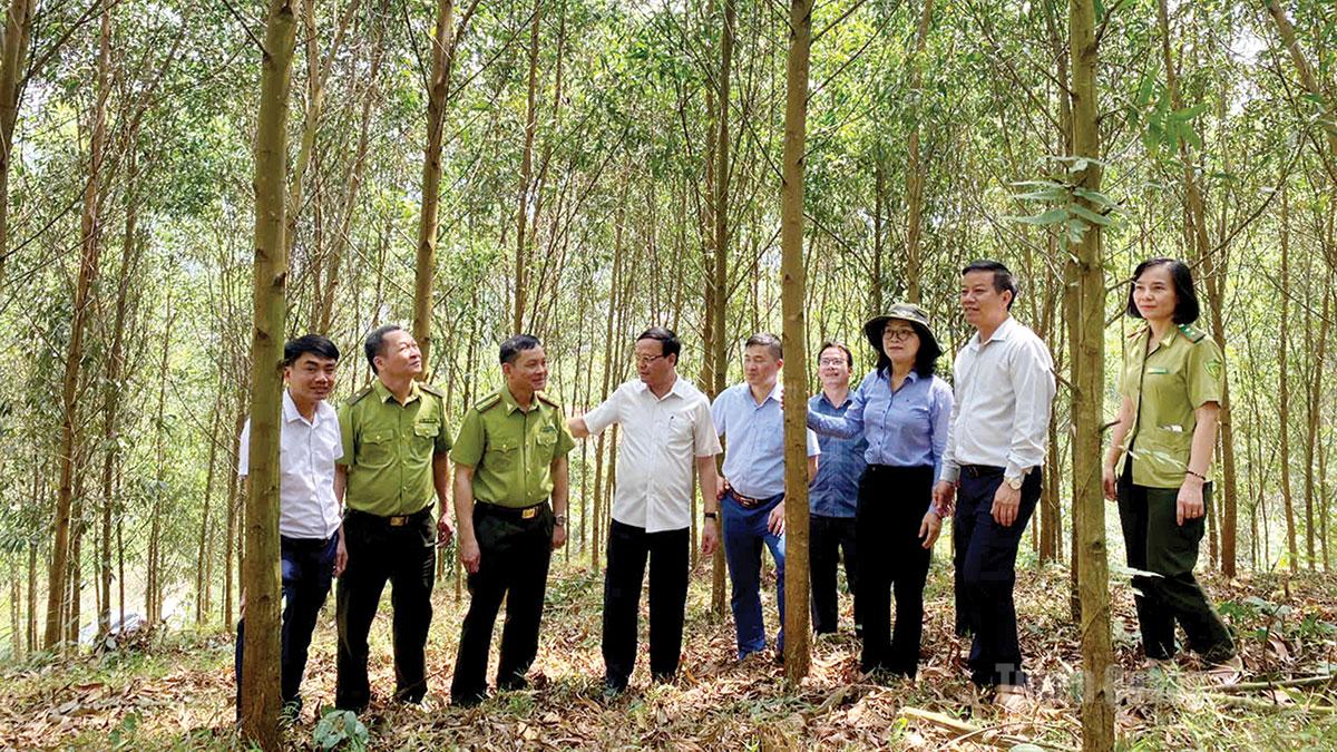 Đồng chí Nguyễn Mạnh Tuấn, Ủy viên Ban Thường vụ Tỉnh ủy, Phó Chủ tịch Thường trực UBND tỉnh kiểm tra công tác 
quản lý, bảo vệ rừng tại xã Trung Sơn.