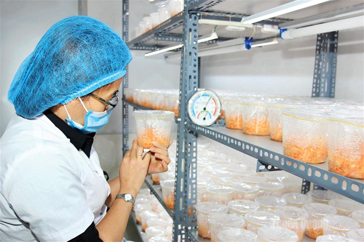 Nuôi cấy mô giống đông trùng hạ thảo tại Trung tâm Thực nghiệm và Chuyển giao công nghệ, Trường Đại học Tân Trào.