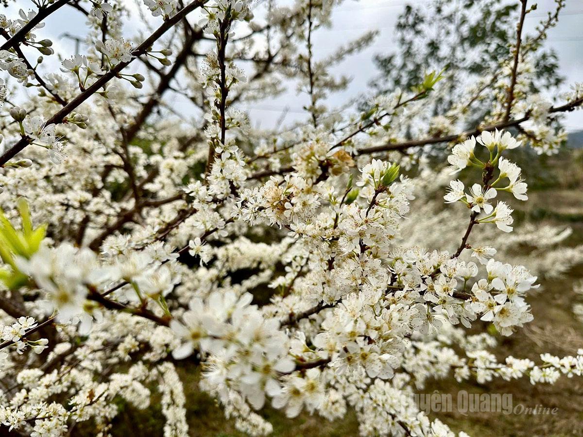 Come to Pho Bang to immerse yourself in the springtime atmosphere of this remote borderland.