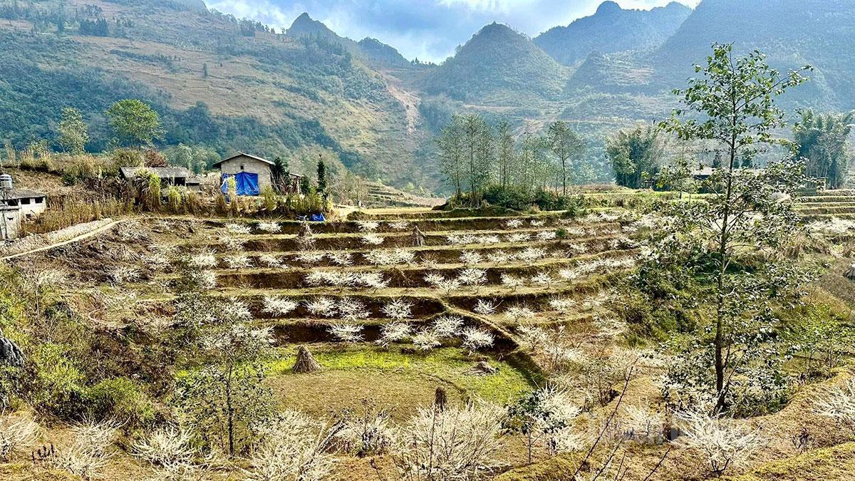 The twelfth lunar month marks the time when plum blossoms in Pho Bang begin to bloom.