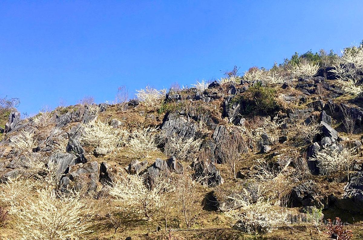 White plum orchards bursting into bloom across the rocky highlands lend a romantic touch to the borderland scenery.