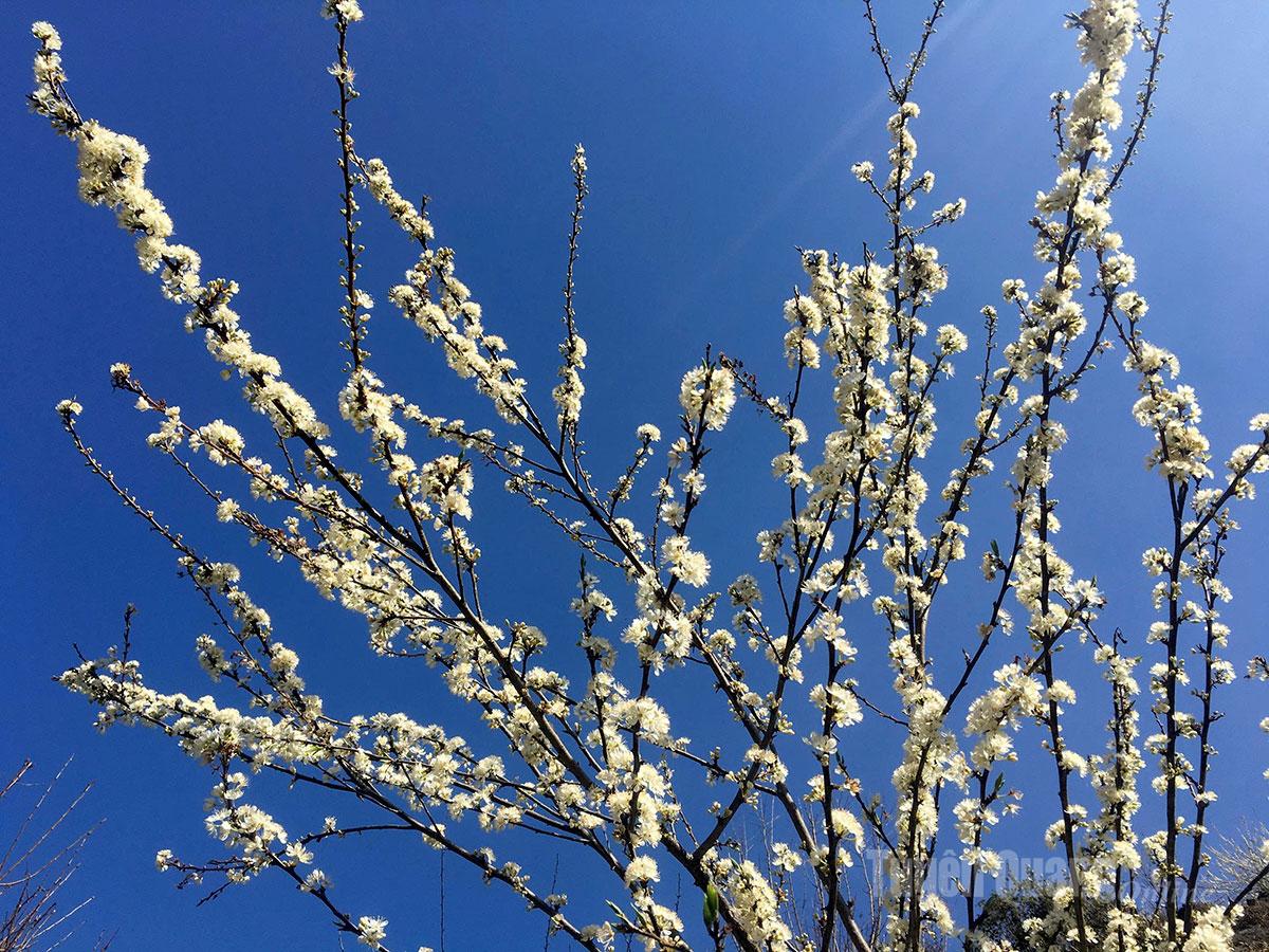 Against the chill of the frontier, plum blossoms stand out vividly beneath the deep blue sky.