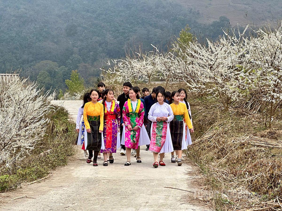 The blooming of plum flowers signals the most enchanting time of spring in the highlands of Pho Bang.