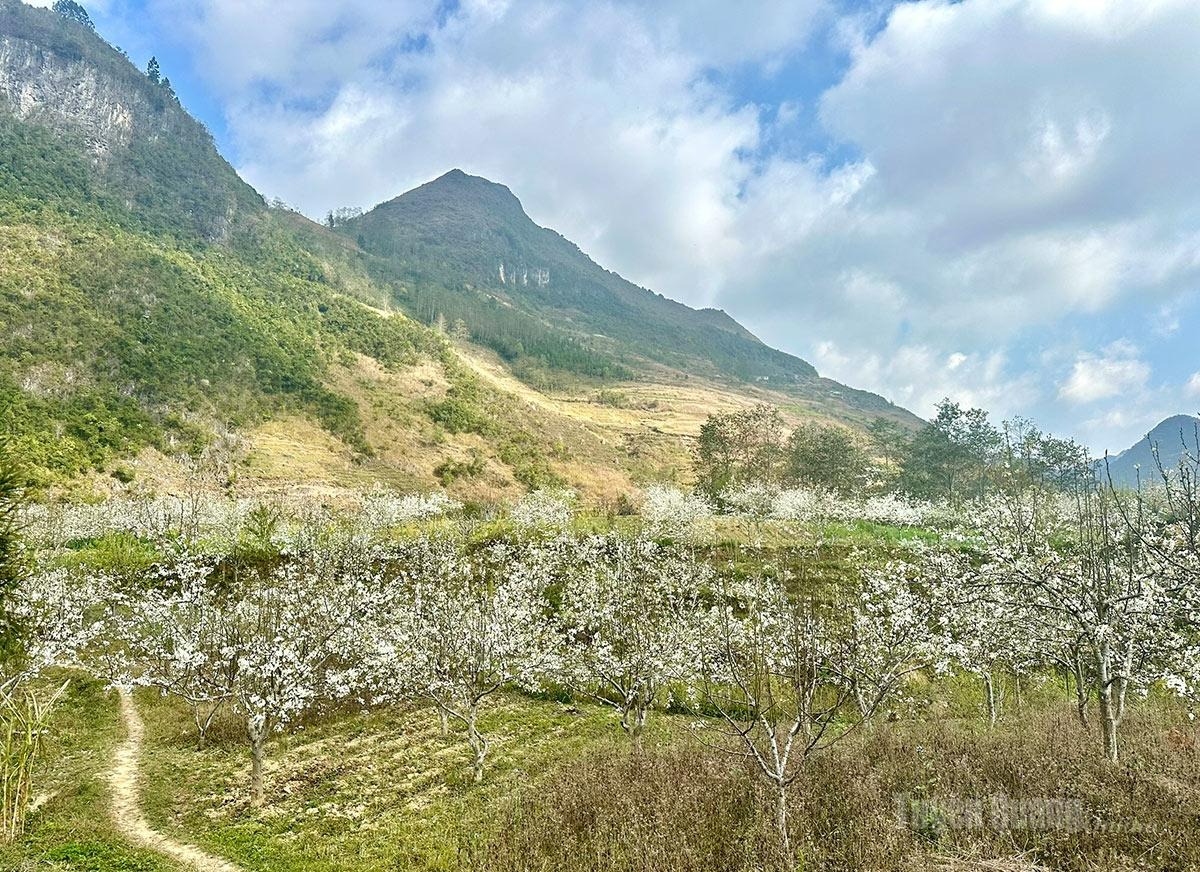 After the Lunar New Year holiday, pear blossoms bloom across the hillsides of Pho Bang.