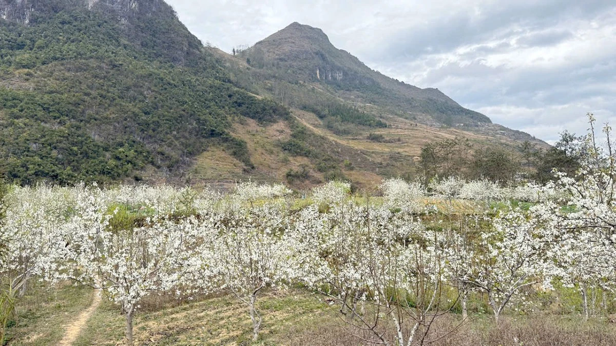 Pho Bang Commune currently has nearly 50 hectares of pear trees, the largest pear-growing area on the Dong Van Karst Plateau.