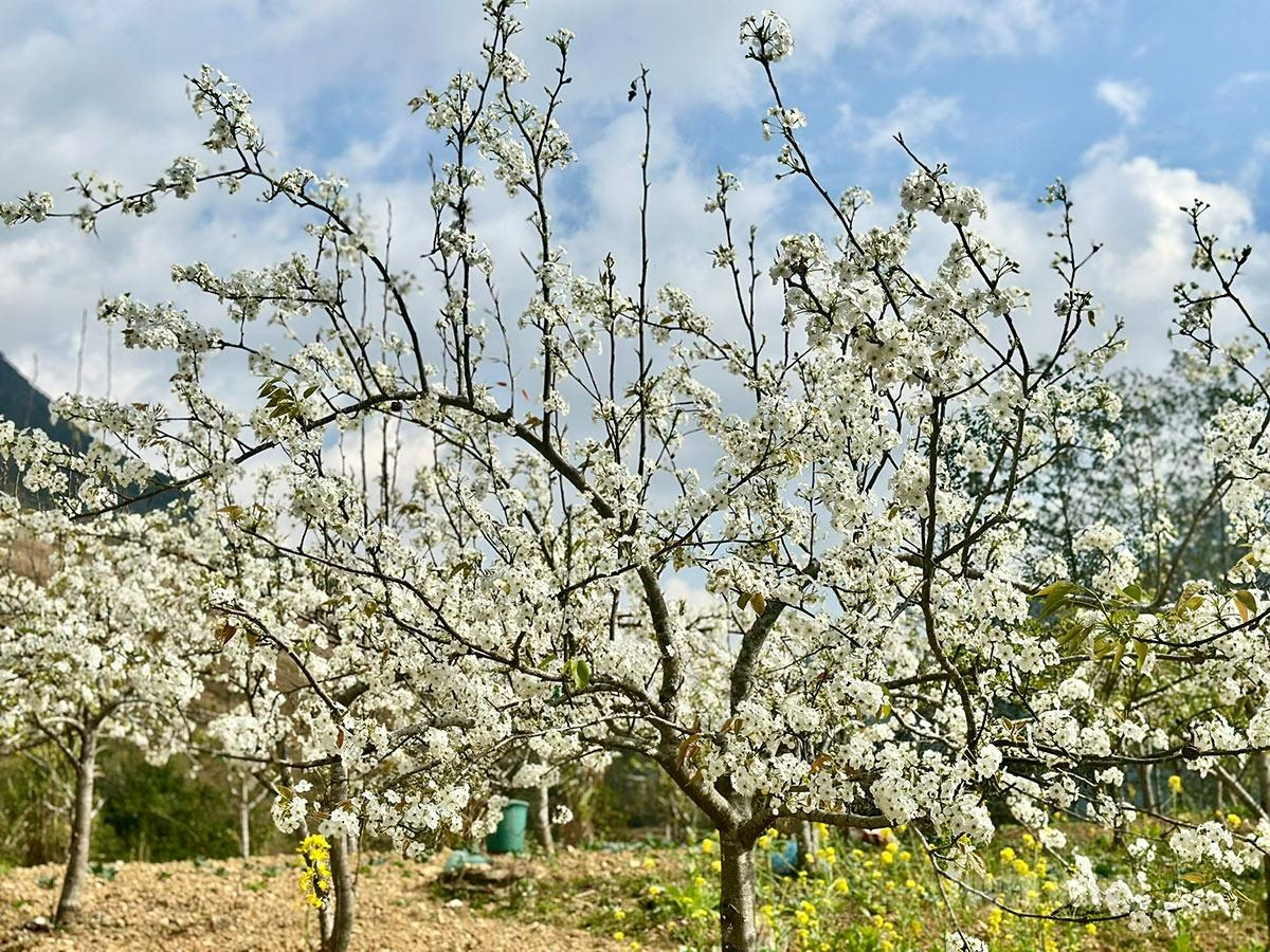 The blossoms turn the spring sky white, like small clouds lingering on branches.